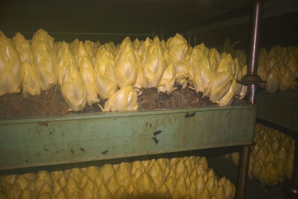 Endives prêtes à être récoltées dans la salle de forçage de la Ferme du Roseau à Avelin