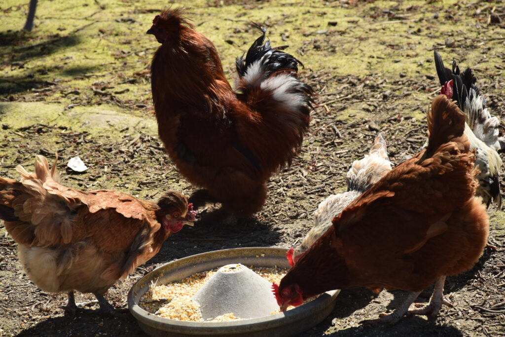 Poules rousses picorant leur grain à la Ferme du Roseau à Avelin
