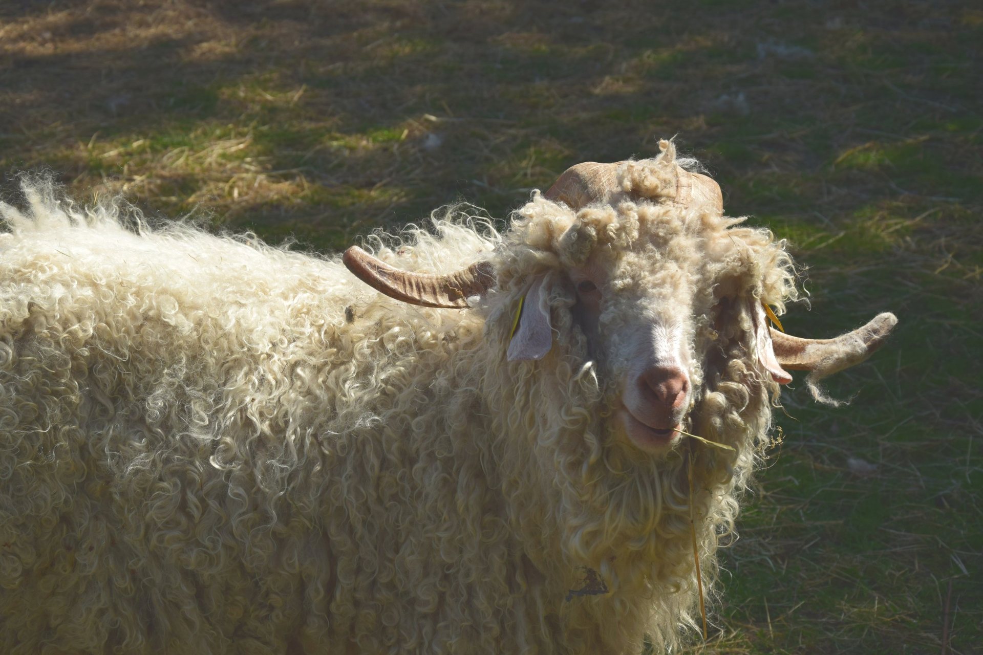 Sacha, chèvre angora de la ferme