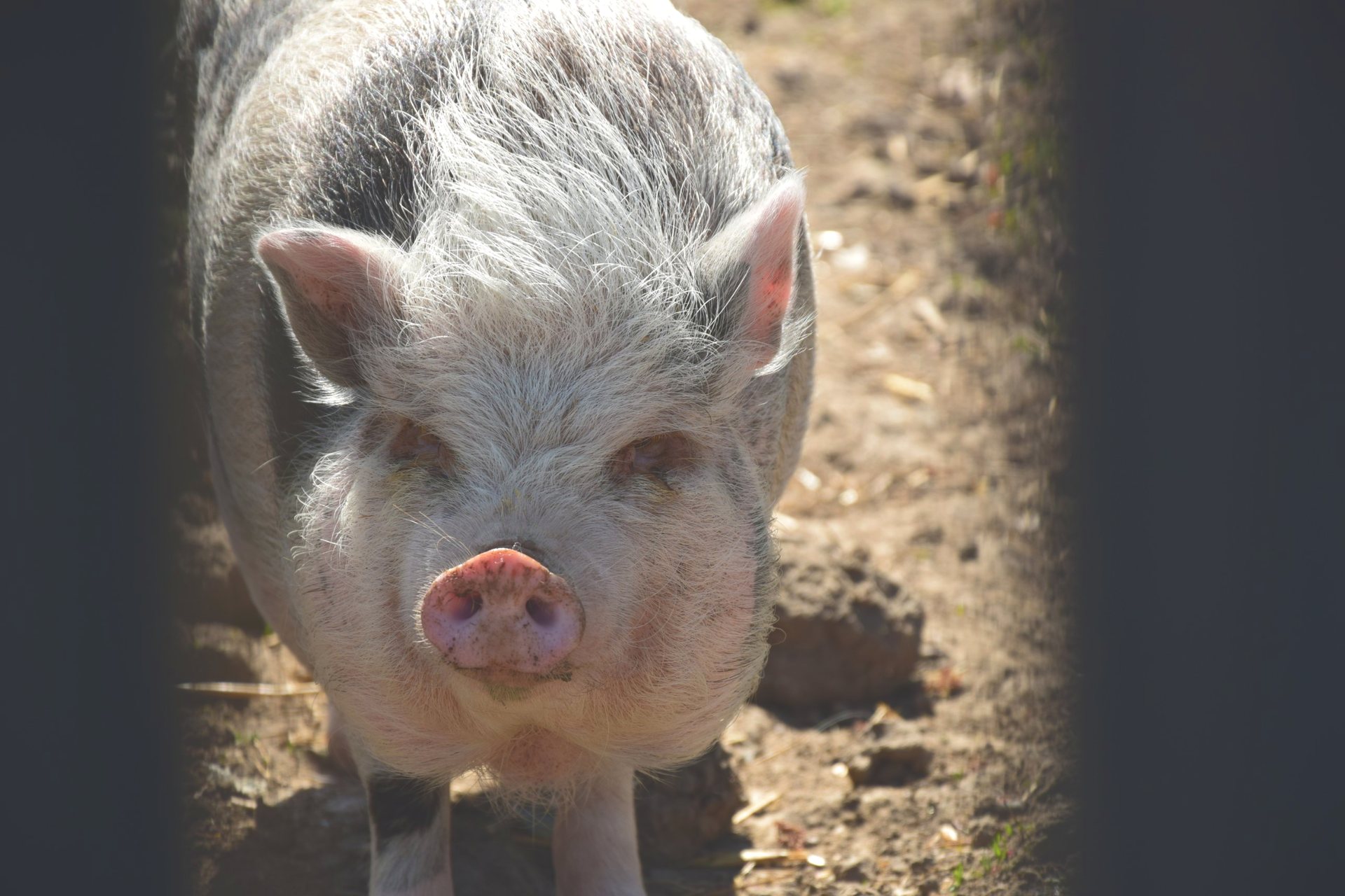 Chouquette, cochon vietnamien de la ferme
