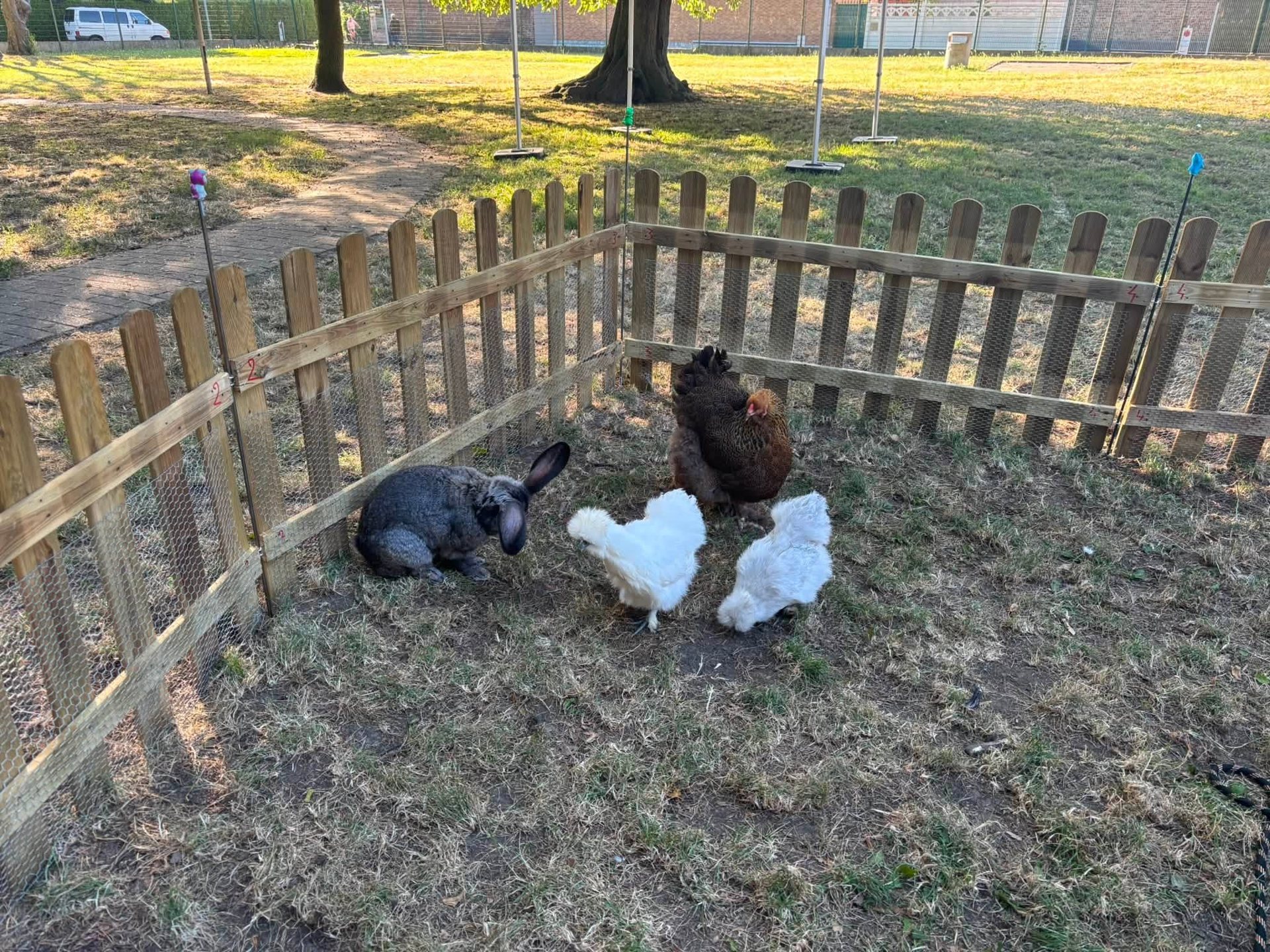 Un lapin et des poules soie dans leur enclos