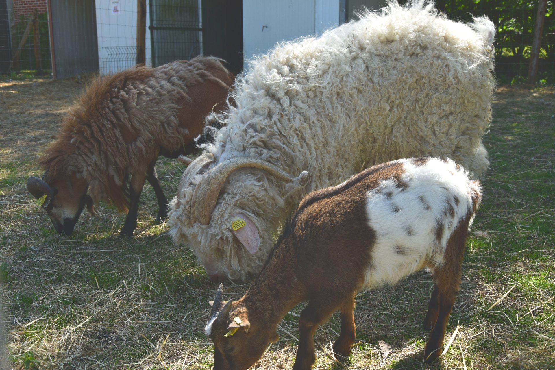 Le mouton, la chèvre angora et le bouc nain broutent ensemble
