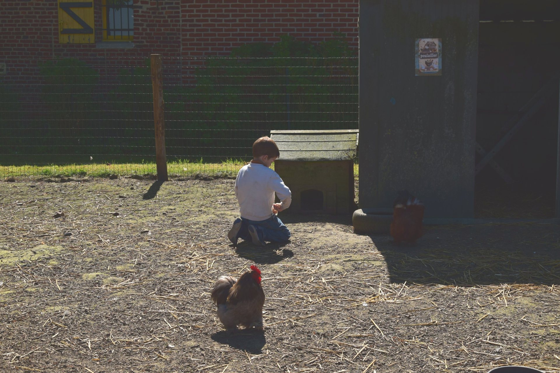 Un enfant observe le poulailler pendant l’escape game