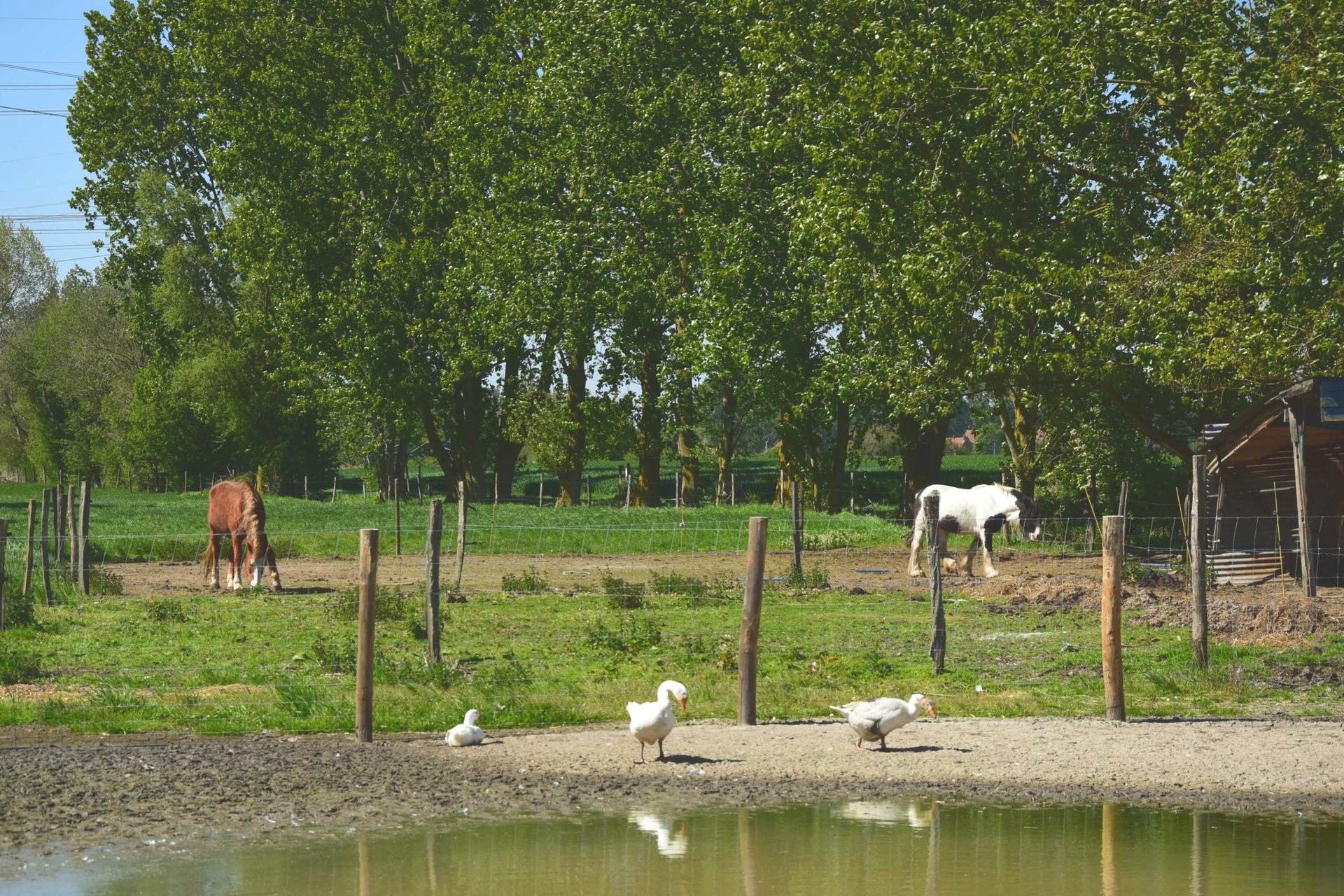 Les chevaux au pré et les oies au bord de la mare, sous les grands peupliers de la ferme